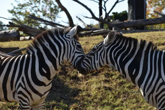 スロッツヴェンチュラ カジノ サポート